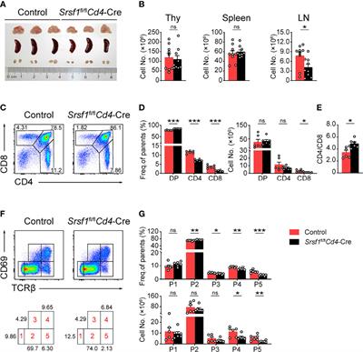 SRSF1 Deficiency Impairs the Late Thymocyte Maturation and the CD8 Single-Positive Lineage Fate Decision